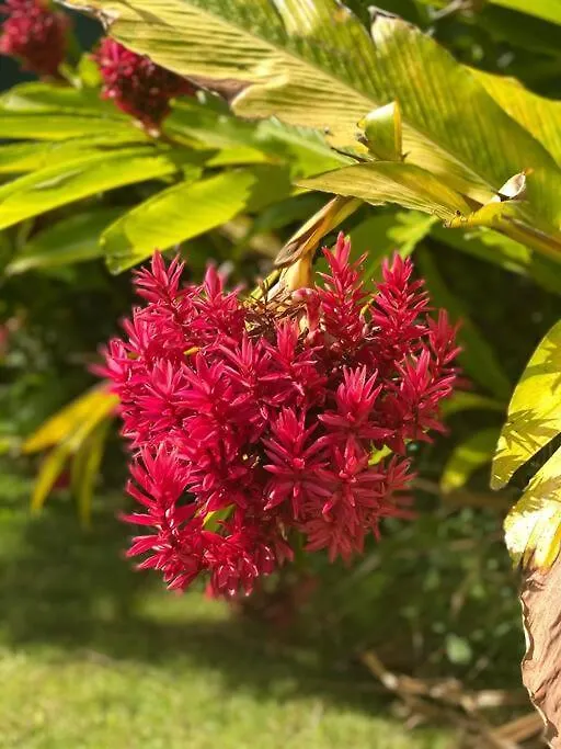 La Villa Mahogany, Capesterre Belle-Eau カペステール・ベル・オー